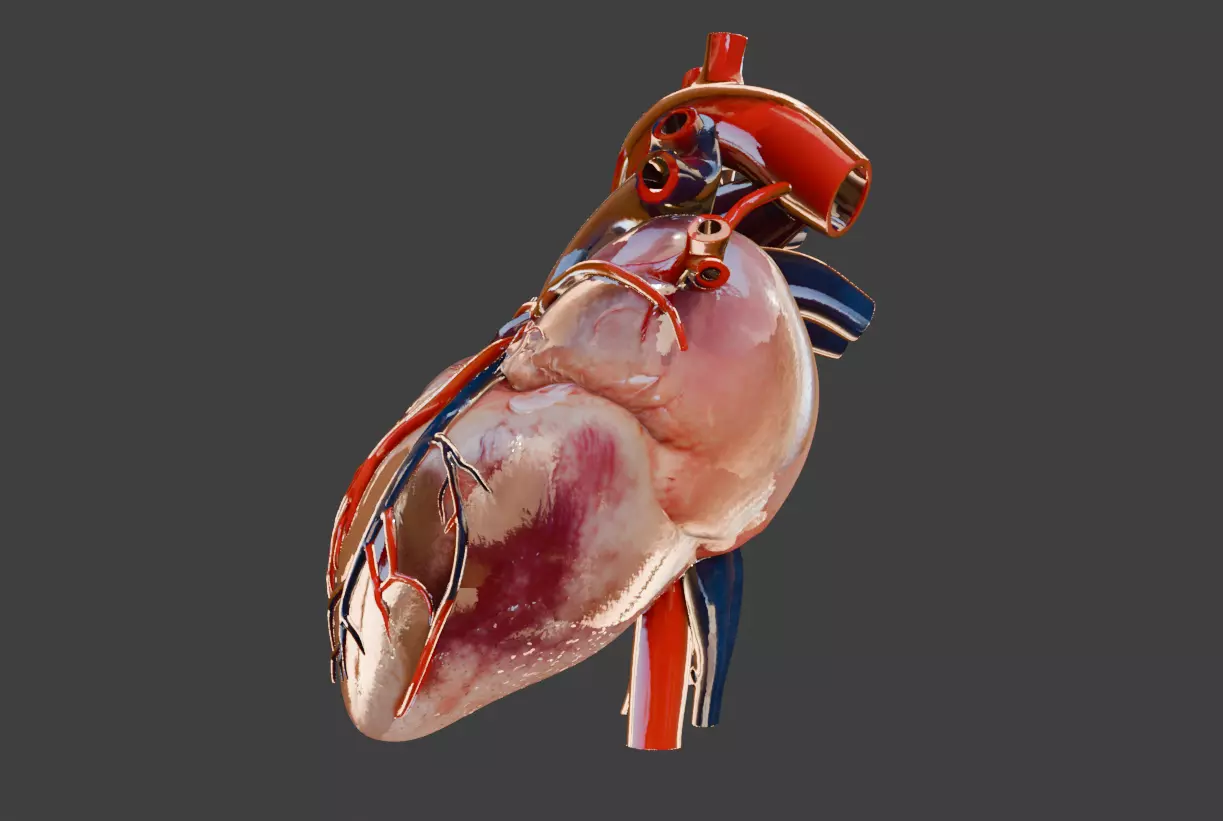 Realistic model of the heart three-dimensional valve 3D print model_2