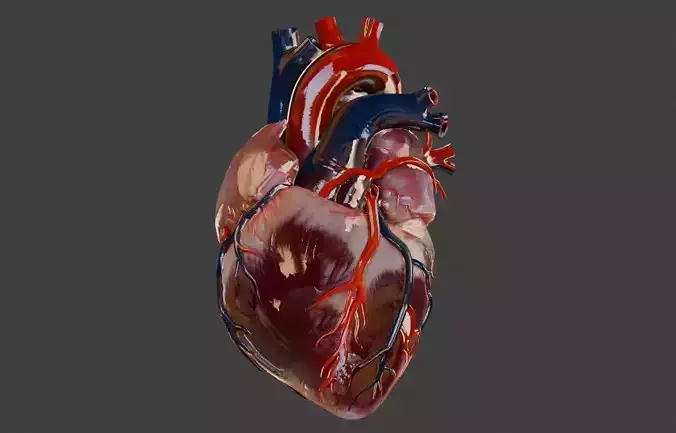 Realistic model of the heart three-dimensional valve