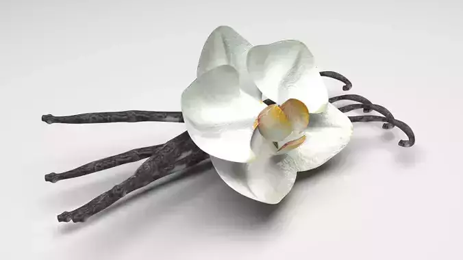 Vanilla 3D model Vanilla 3D model