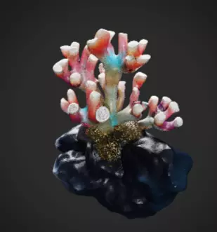 Coral 1 Free low-poly 3D model_5