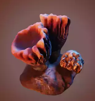 Coral 2 Free low-poly 3D model