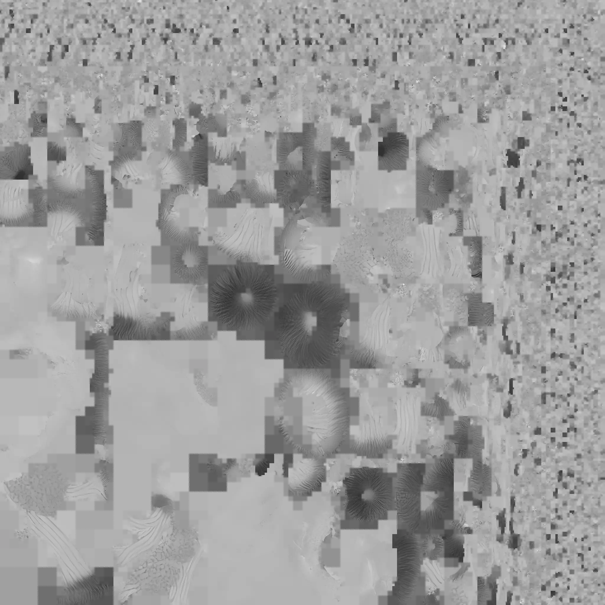 Coral 3 Low-poly 3D model_17