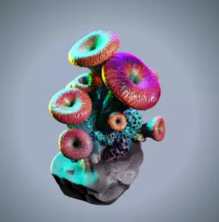 Coral 3 Low-poly 3D model_5