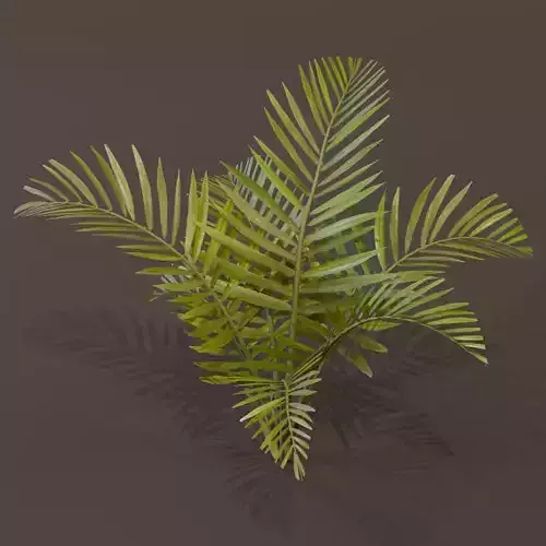 The Alexandra Palm Bush 