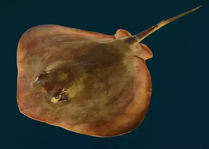 Red Stingray Animated 