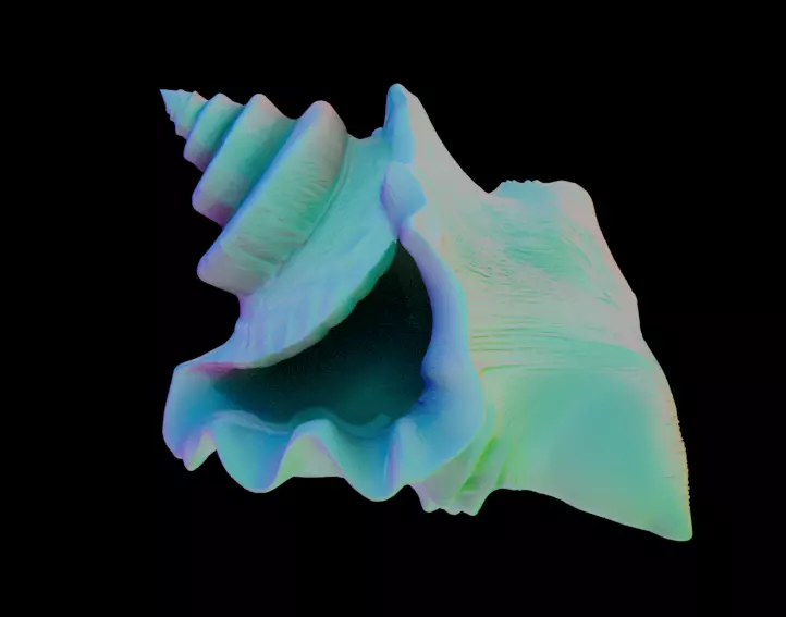 Conch Shell 1 Low-poly 3D model_0