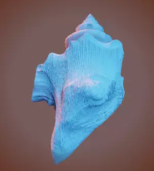 Conch Shell 1 Low-poly 3D model_11