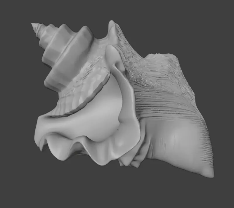 Conch Shell 1 Low-poly 3D model_3