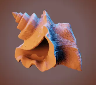 Conch Shell 1 Low-poly 3D model_13