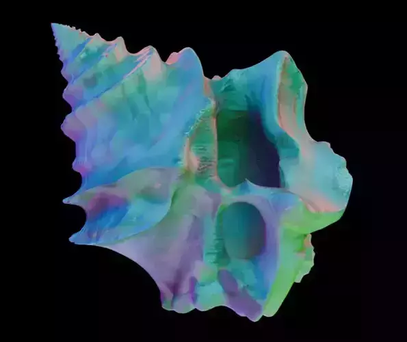 Conch Shell 2 Low-poly 3D model