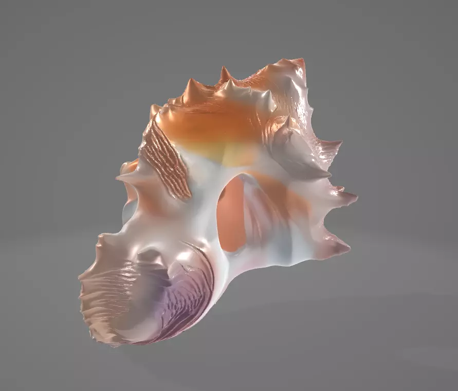 Conch Shell - 4 Low-poly 3D model_0
