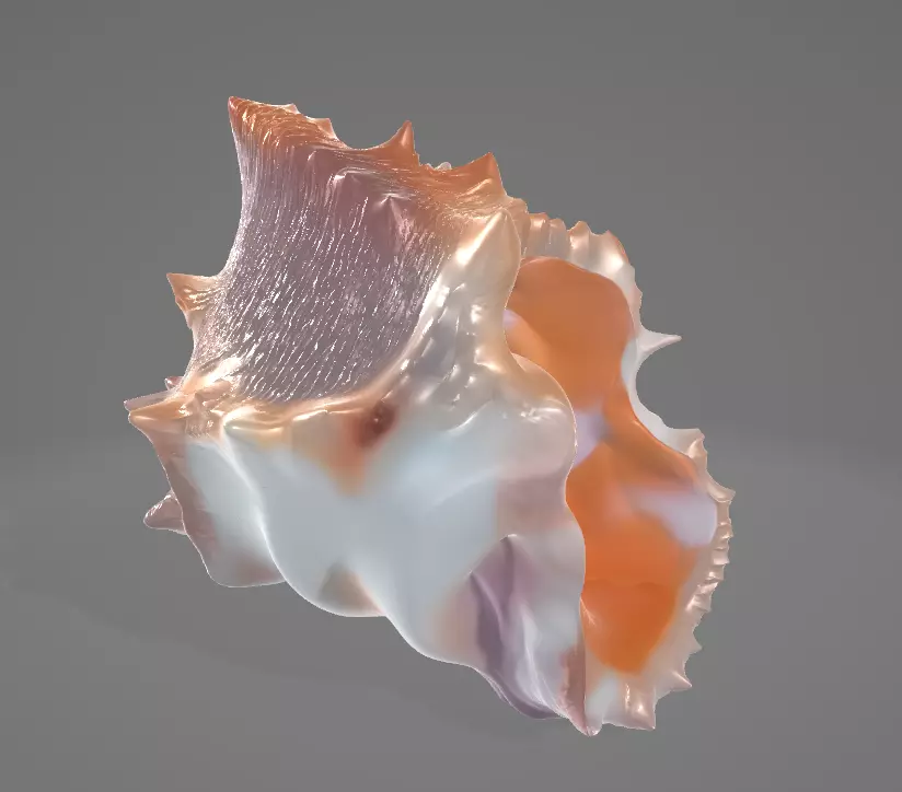 Conch Shell - 4 Low-poly 3D model_1