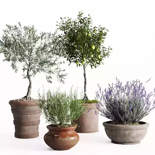 Mediterranean Patio Plant Set 3D model