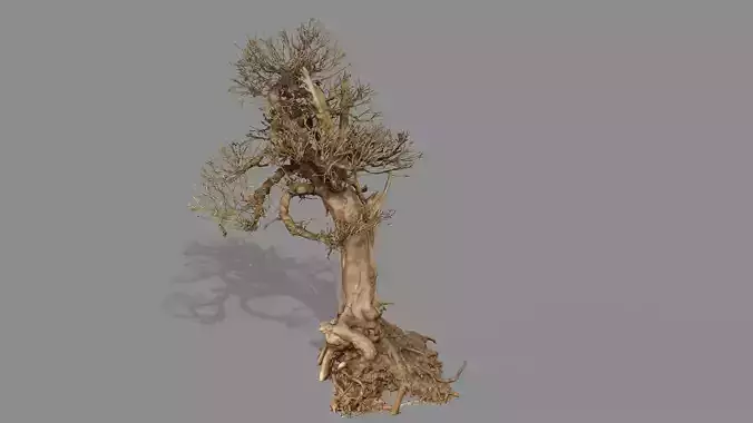 Dead Chimney Bonsai Tree X2 Low Poly 3D Model