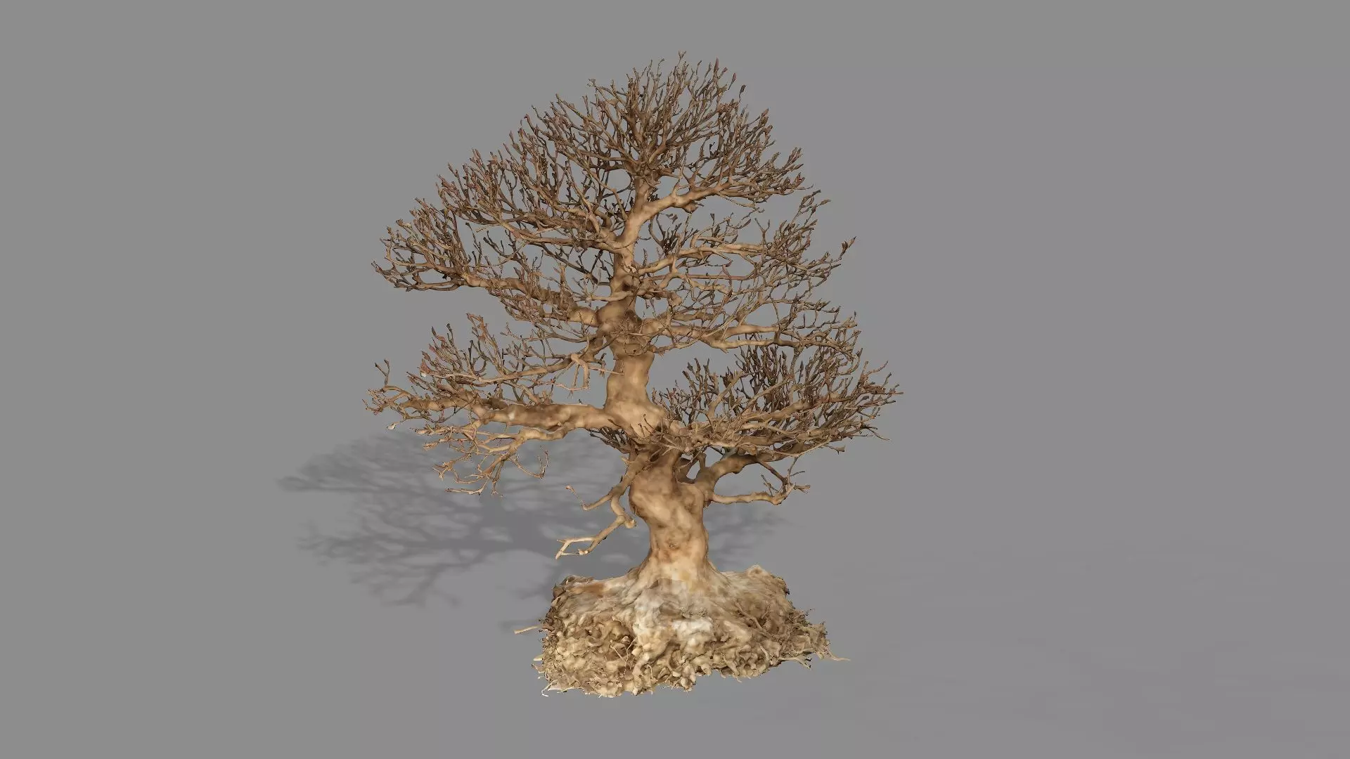 Dead Chimney Bonsai Tree X3 Low Poly 3D Model Low-poly 3D model_3