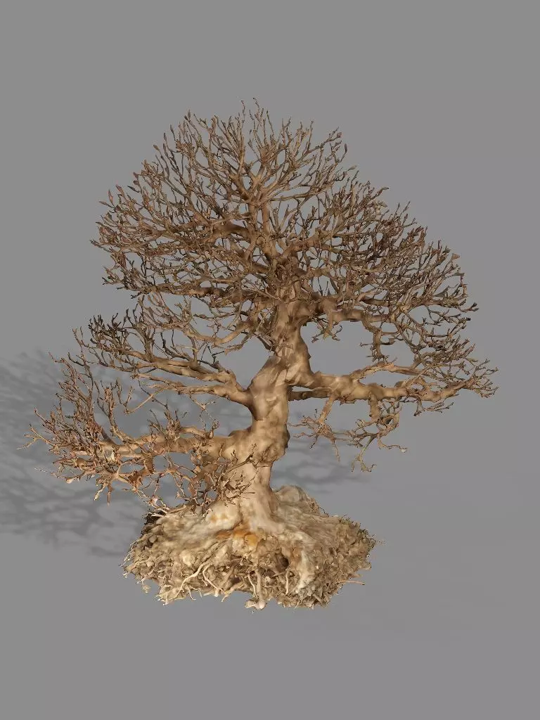 Dead Chimney Bonsai Tree X3 Low Poly 3D Model Low-poly 3D model_4