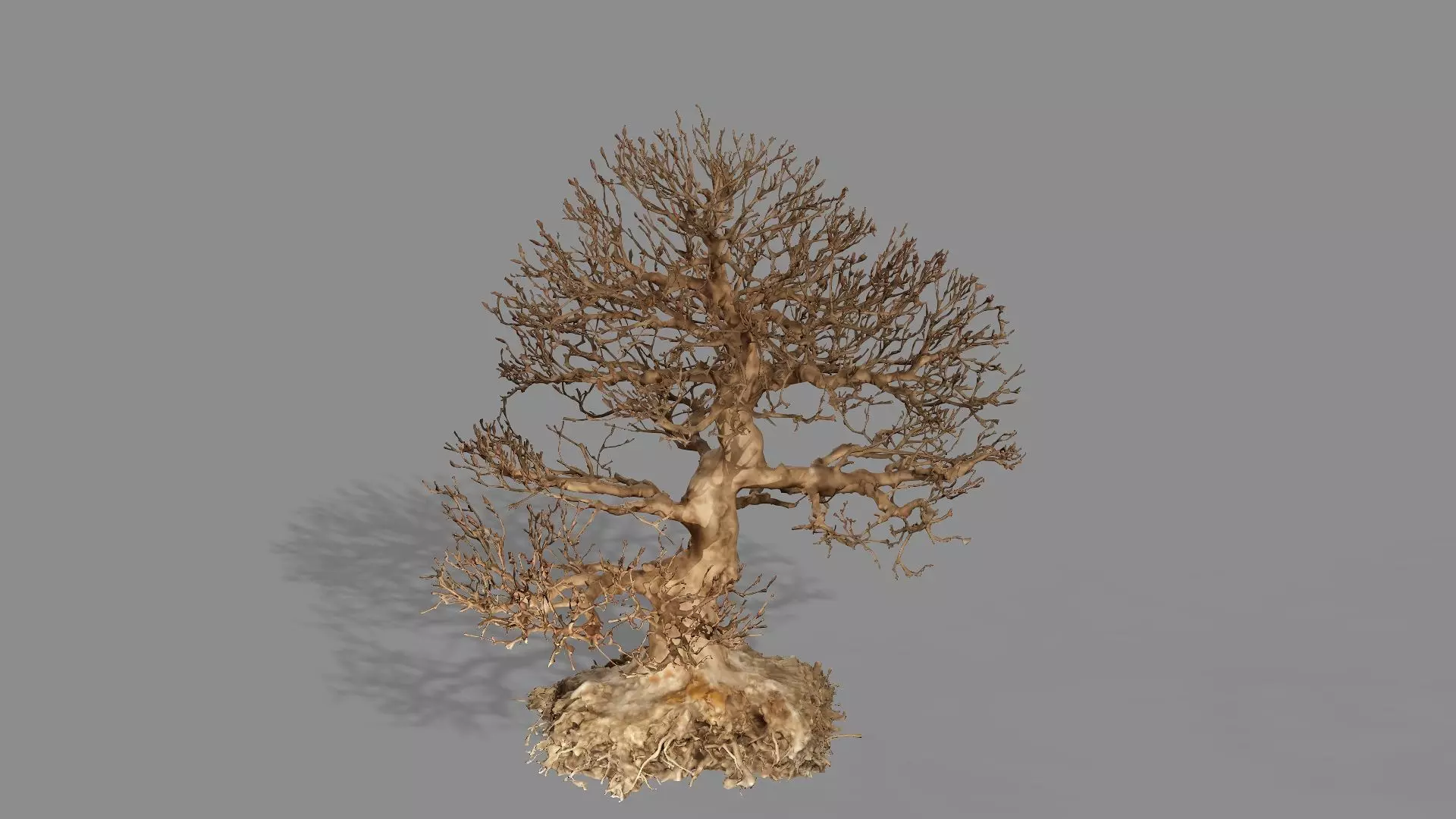 Dead Chimney Bonsai Tree X3 Low Poly 3D Model Low-poly 3D model_1