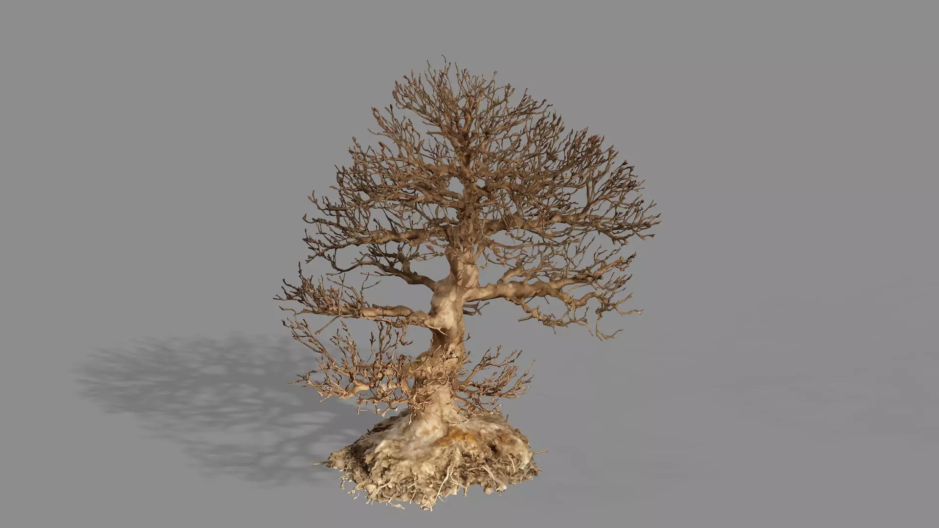 Dead Chimney Bonsai Tree X3 Low Poly 3D Model Low-poly 3D model_5