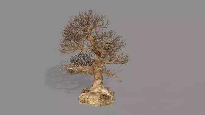 Dead Chimney Bonsai Tree X3 Low Poly 3D Model