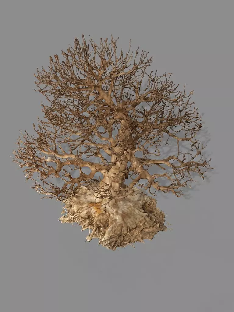 Dead Chimney Bonsai Tree X3 Low Poly 3D Model Low-poly 3D model_6