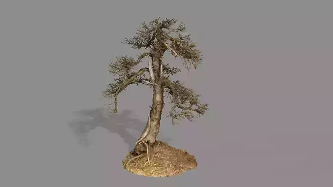 Dead Chimney Bonsai Tree X5 Low Poly 3D Model Low-poly 3D model