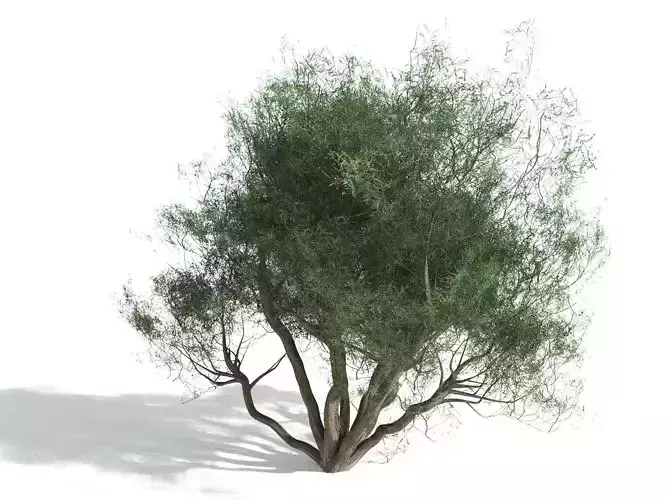 EVERYPlant Curl-Leaf Mountain Mahogany -16 Models- 3D model