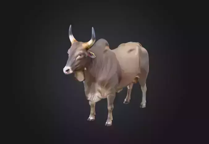 Majestic Farm Bull Low-poly 3D model