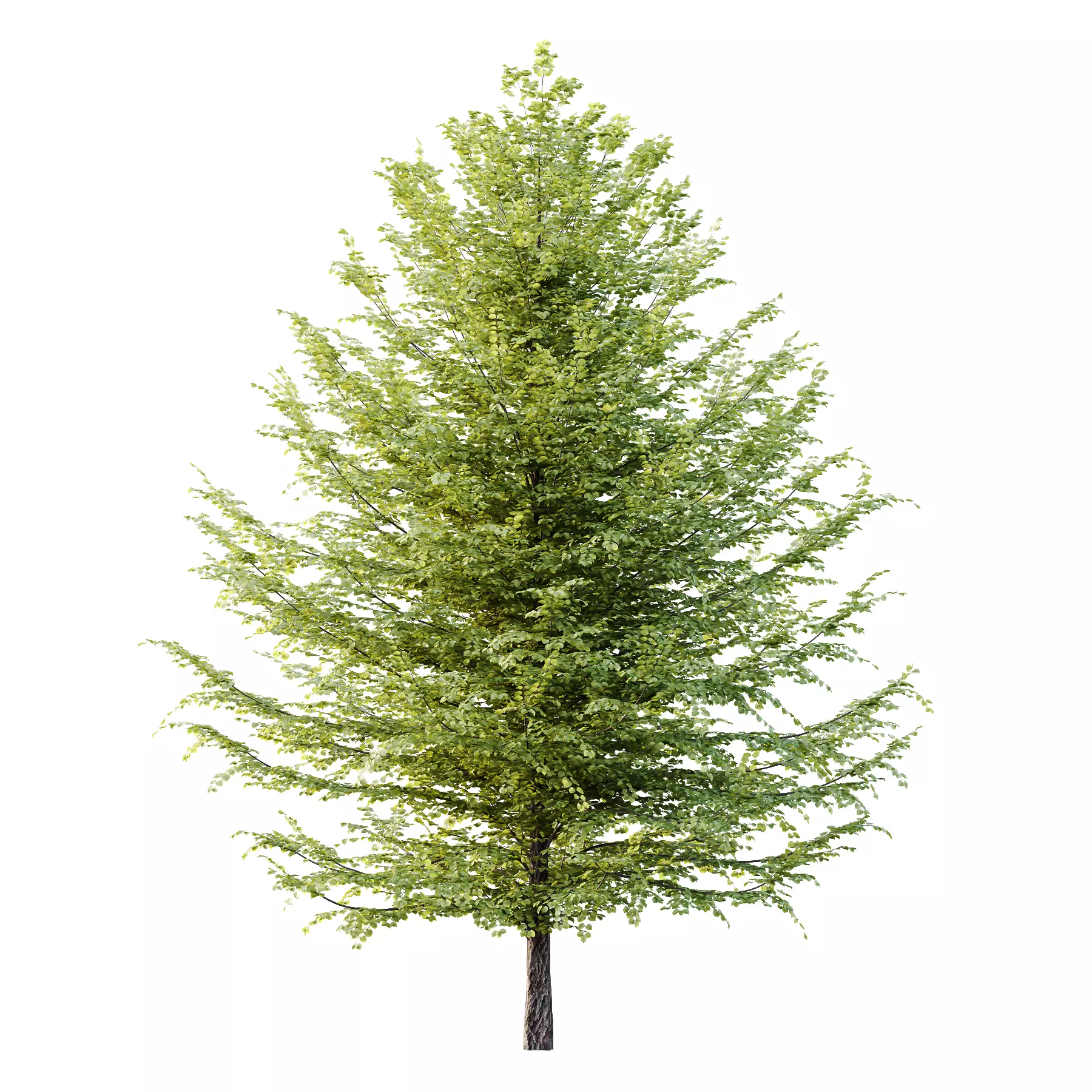 Tilia platyphyllos Tree 12 3D model_1