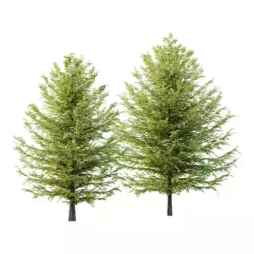 Tilia platyphyllos Tree 12