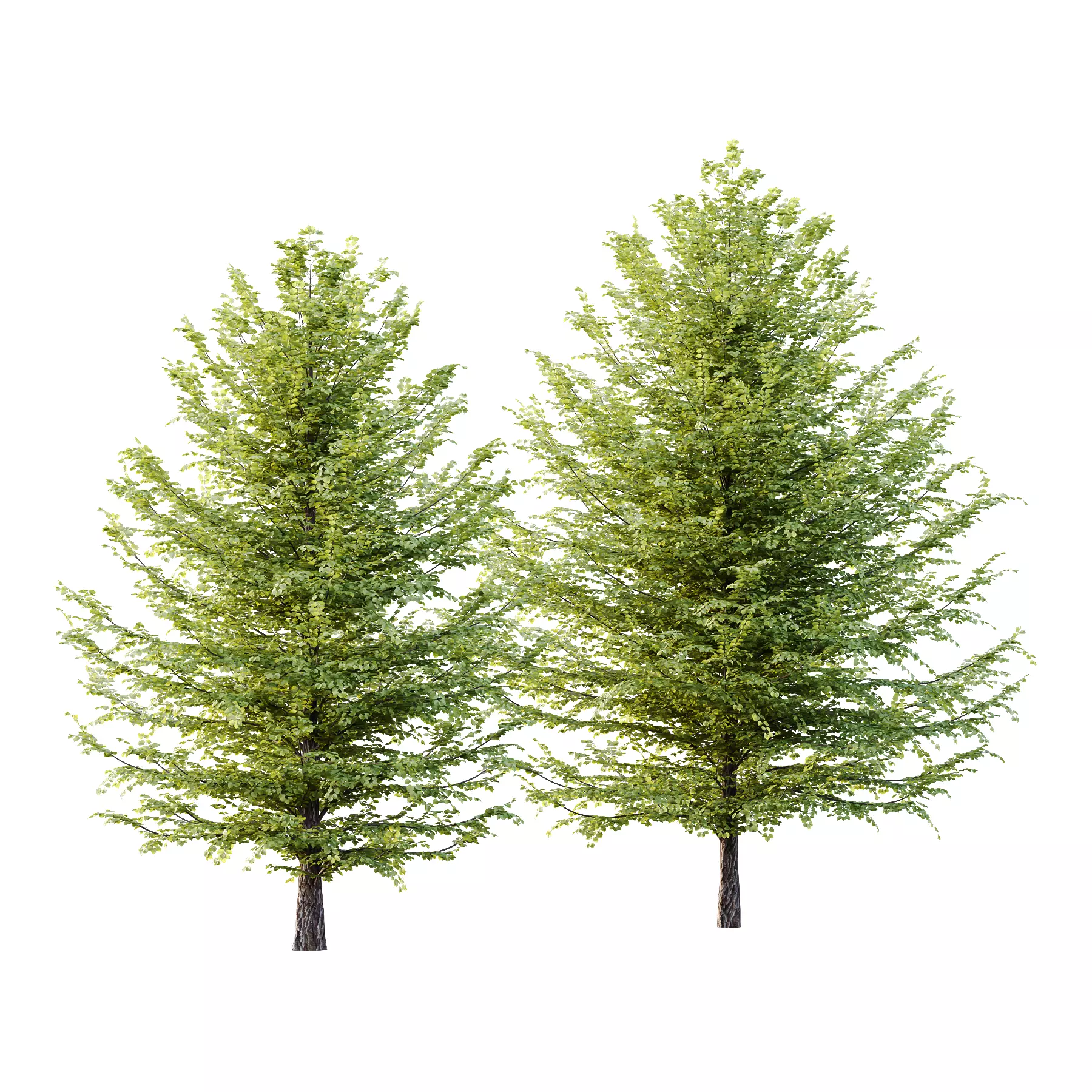 Tilia platyphyllos Tree 12 3D model_0