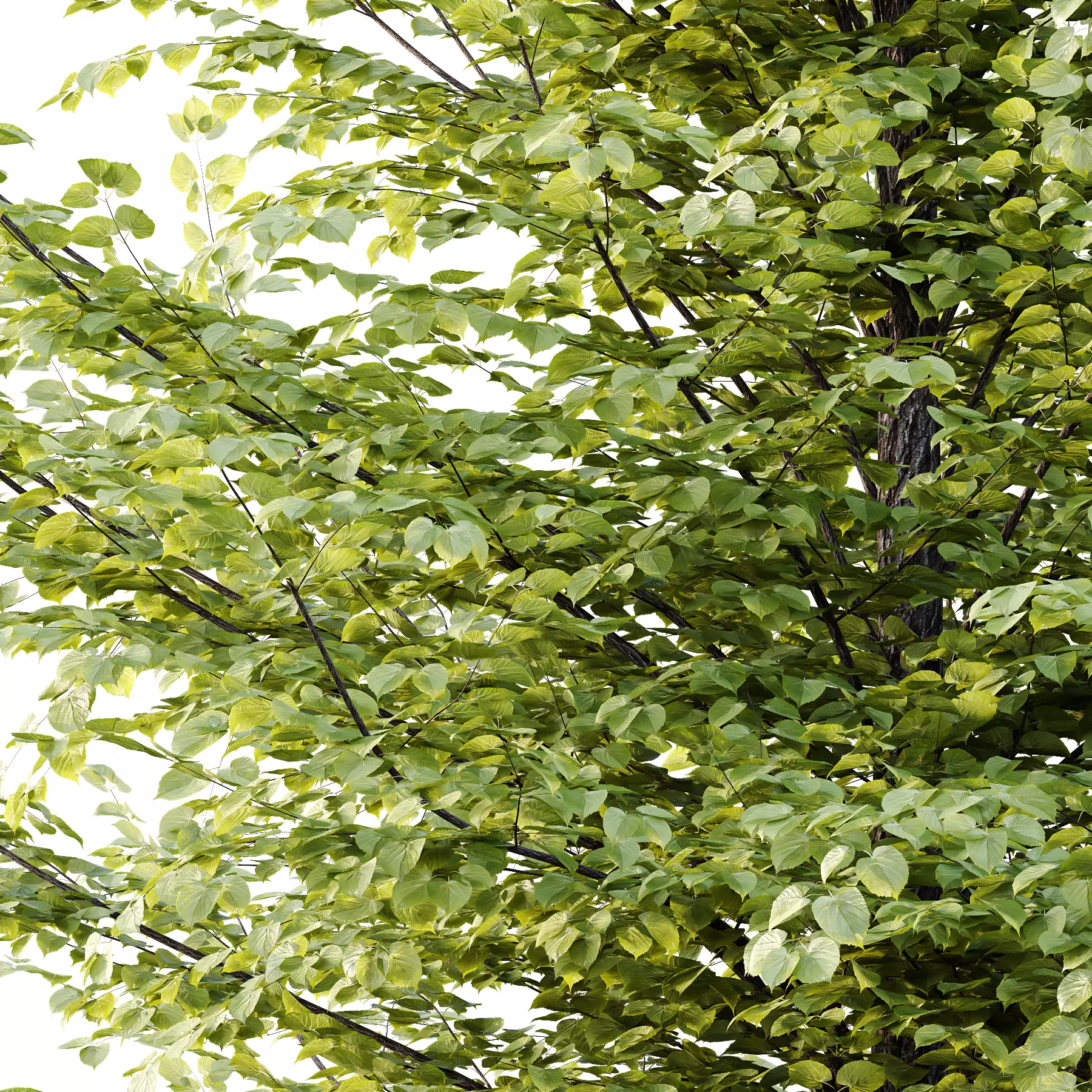 Tilia platyphyllos Tree 12 3D model_3