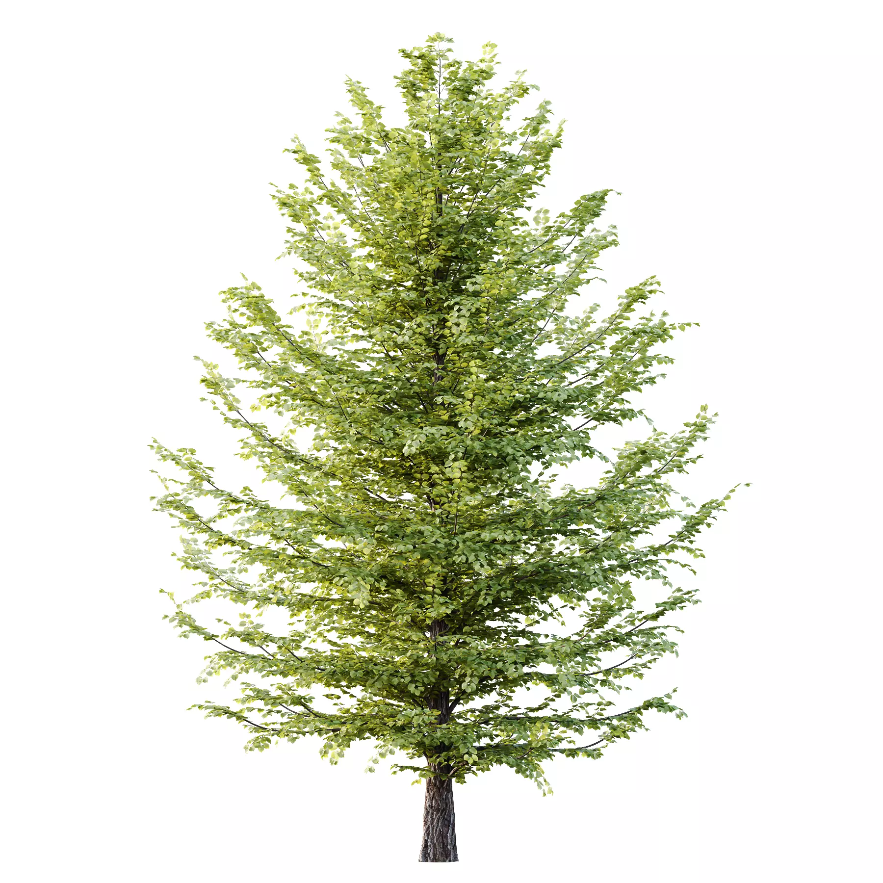 Tilia platyphyllos Tree 12 3D model_2