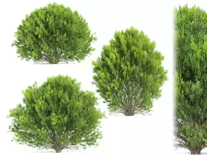 platycladus orientalis 03