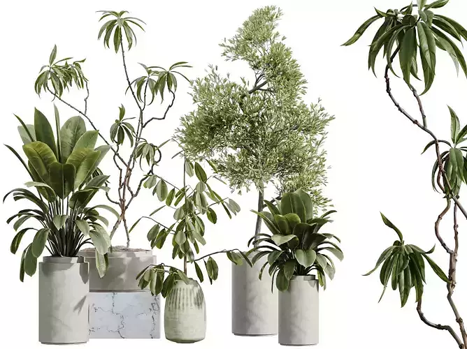 AV Indoor Plants Set 349 Ficus Marginata Olive Robusta Abidjan