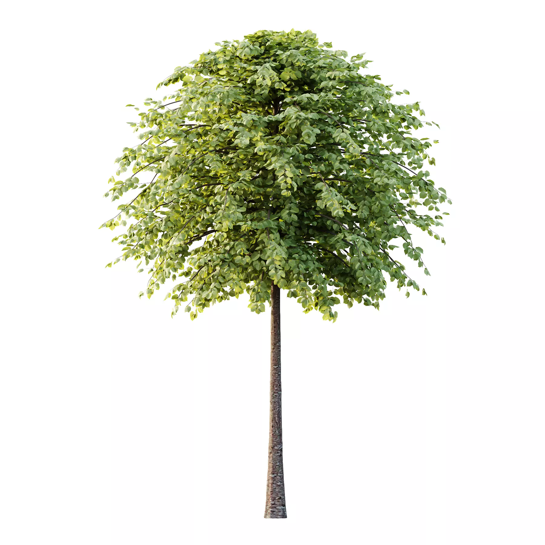 Tilia platyphyllos Tree 13 3D model_1