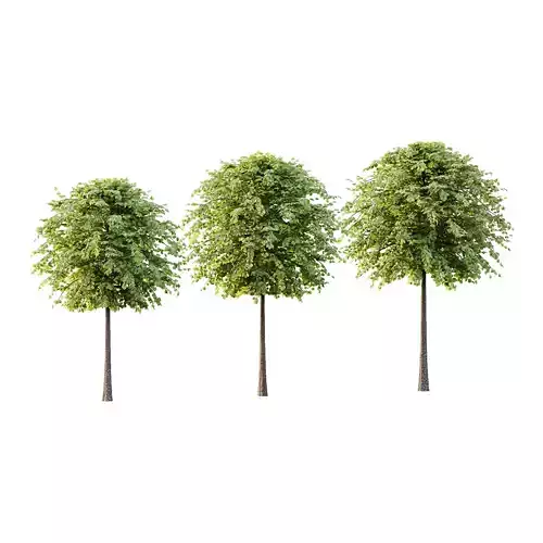 Tilia platyphyllos Tree 13