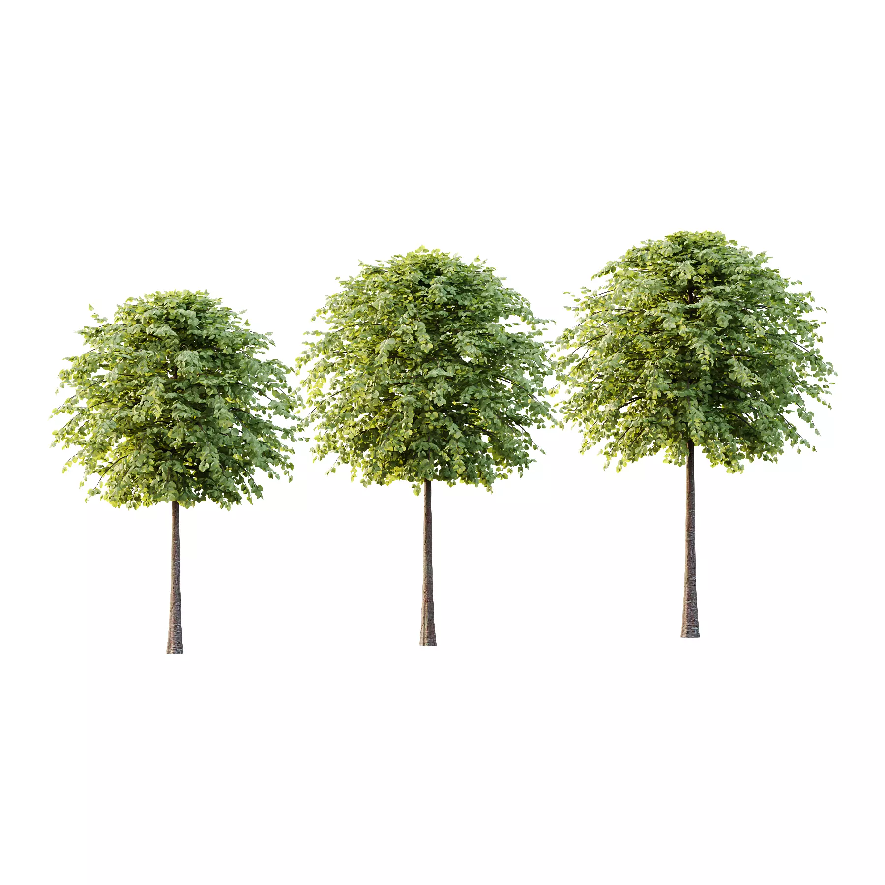 Tilia platyphyllos Tree 13 3D model_0