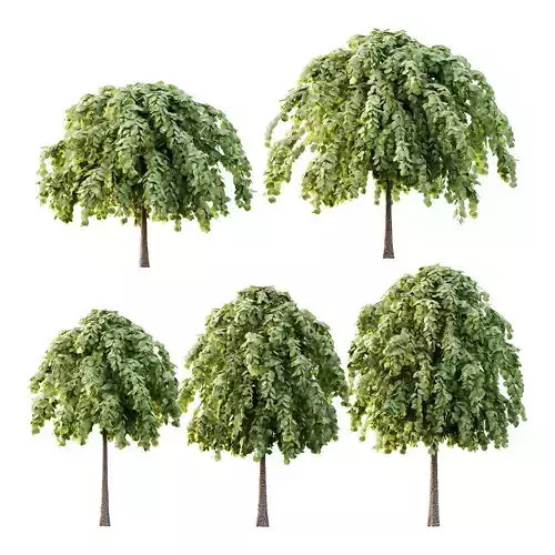 Tilia platyphyllos Tree 14