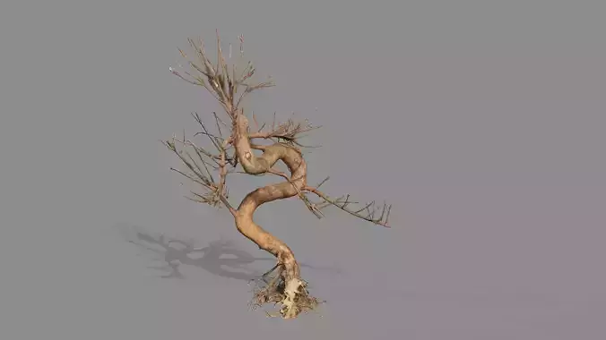 Dead Chimney Bonsai Tree X7 Low Poly 3D Model