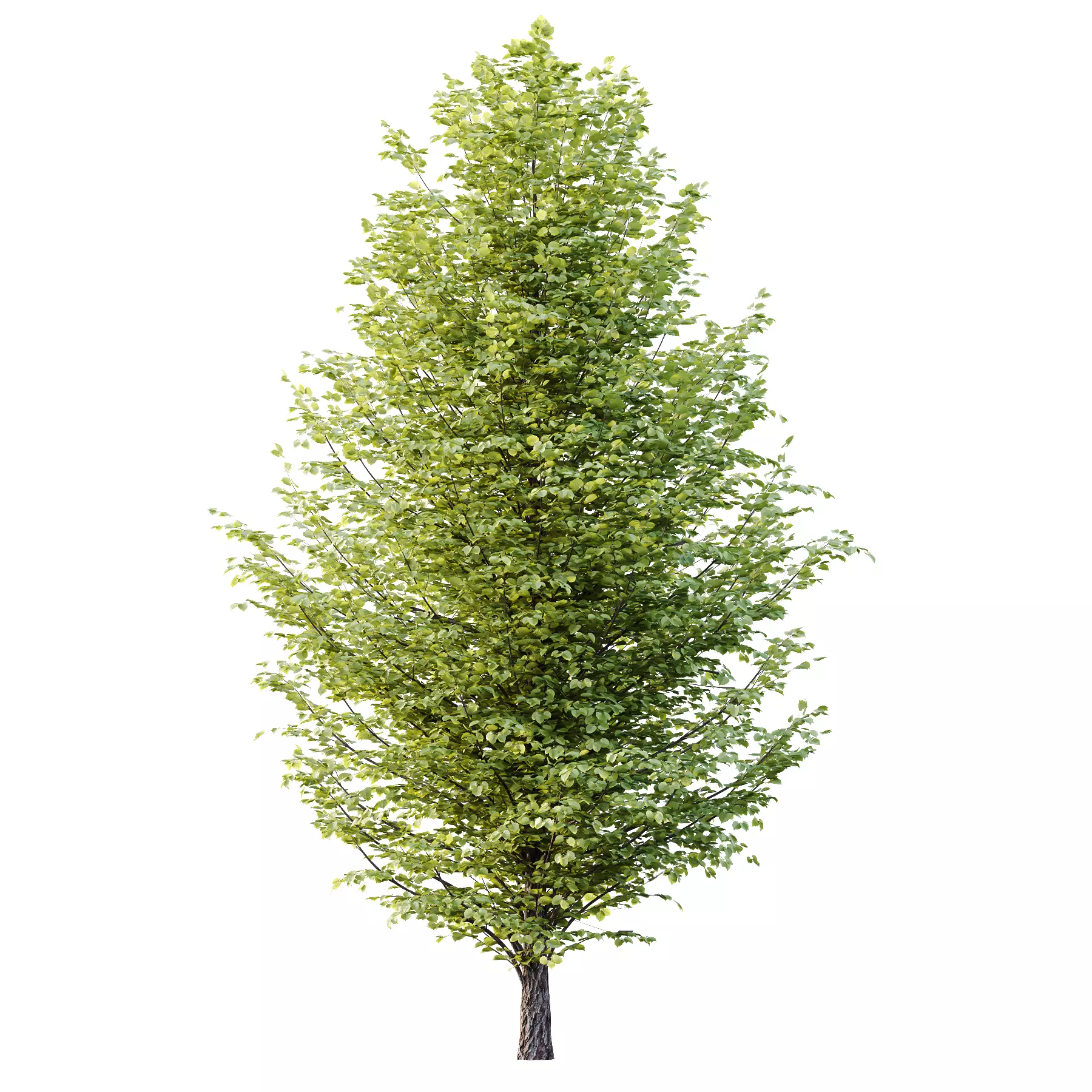Tilia platyphyllos Tree 15 3D model_2