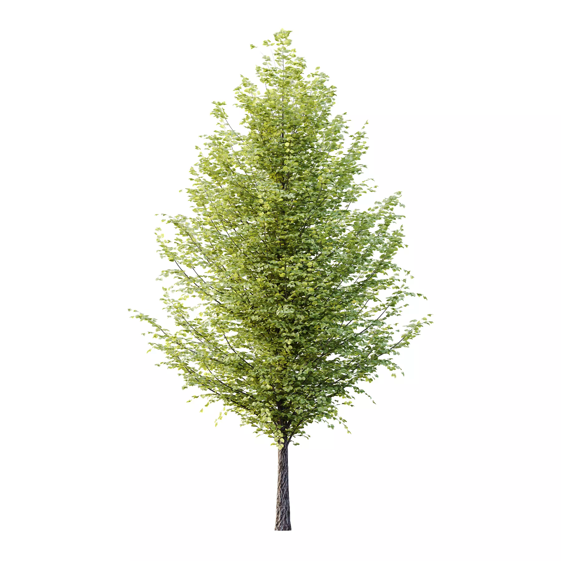 Tilia platyphyllos Tree 15 3D model_1