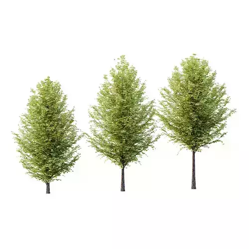 Tilia platyphyllos Tree 15 3D model