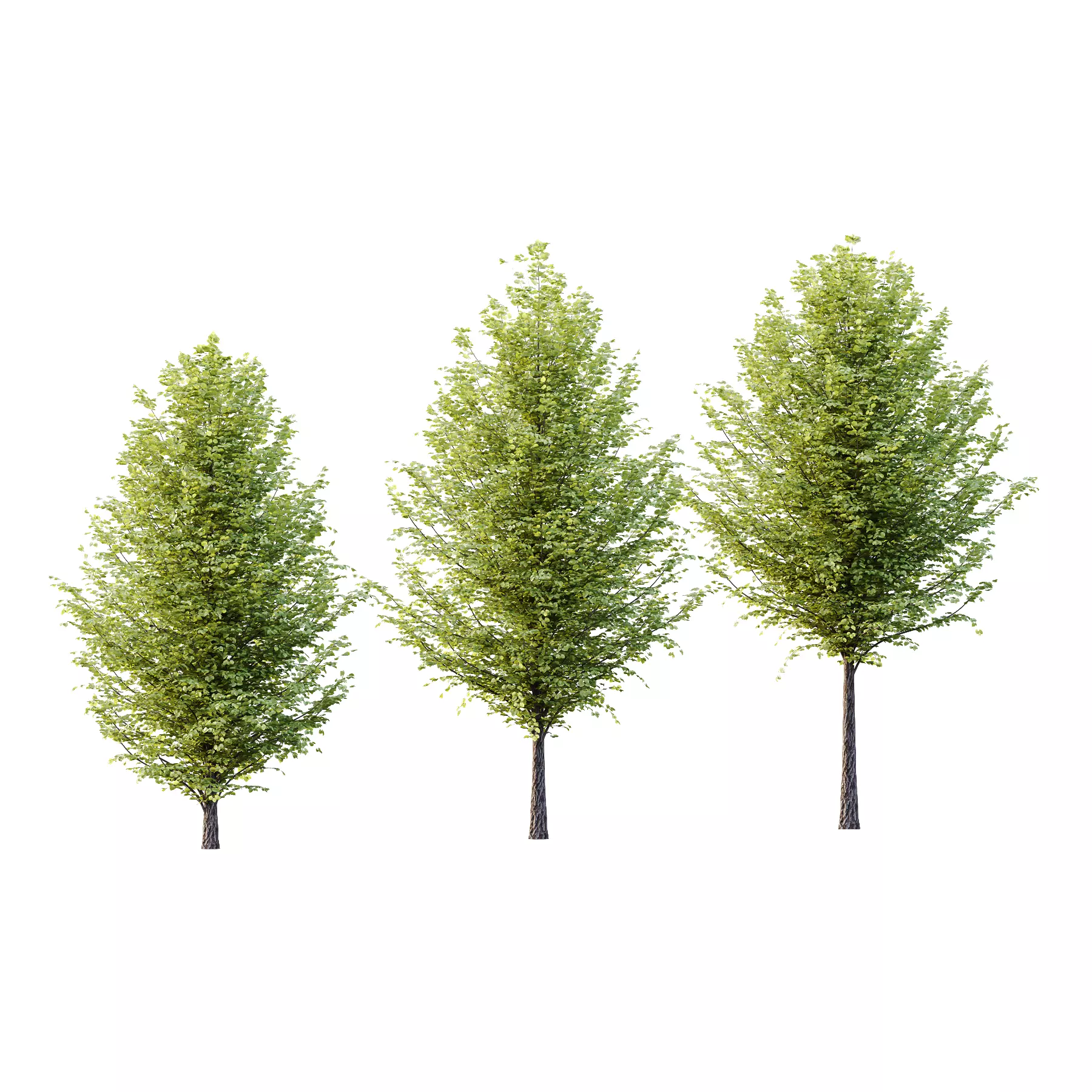 Tilia platyphyllos Tree 15 3D model_0