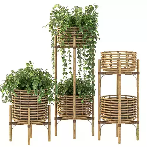 Wicker Magic Plant