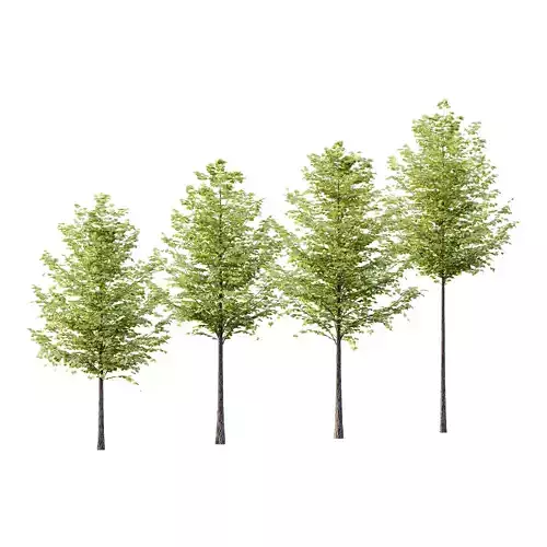 Tilia platyphyllos Tree 16