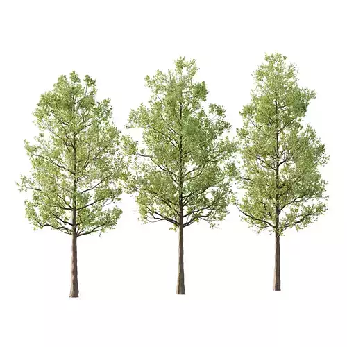 Tilia platyphyllos Tree 03