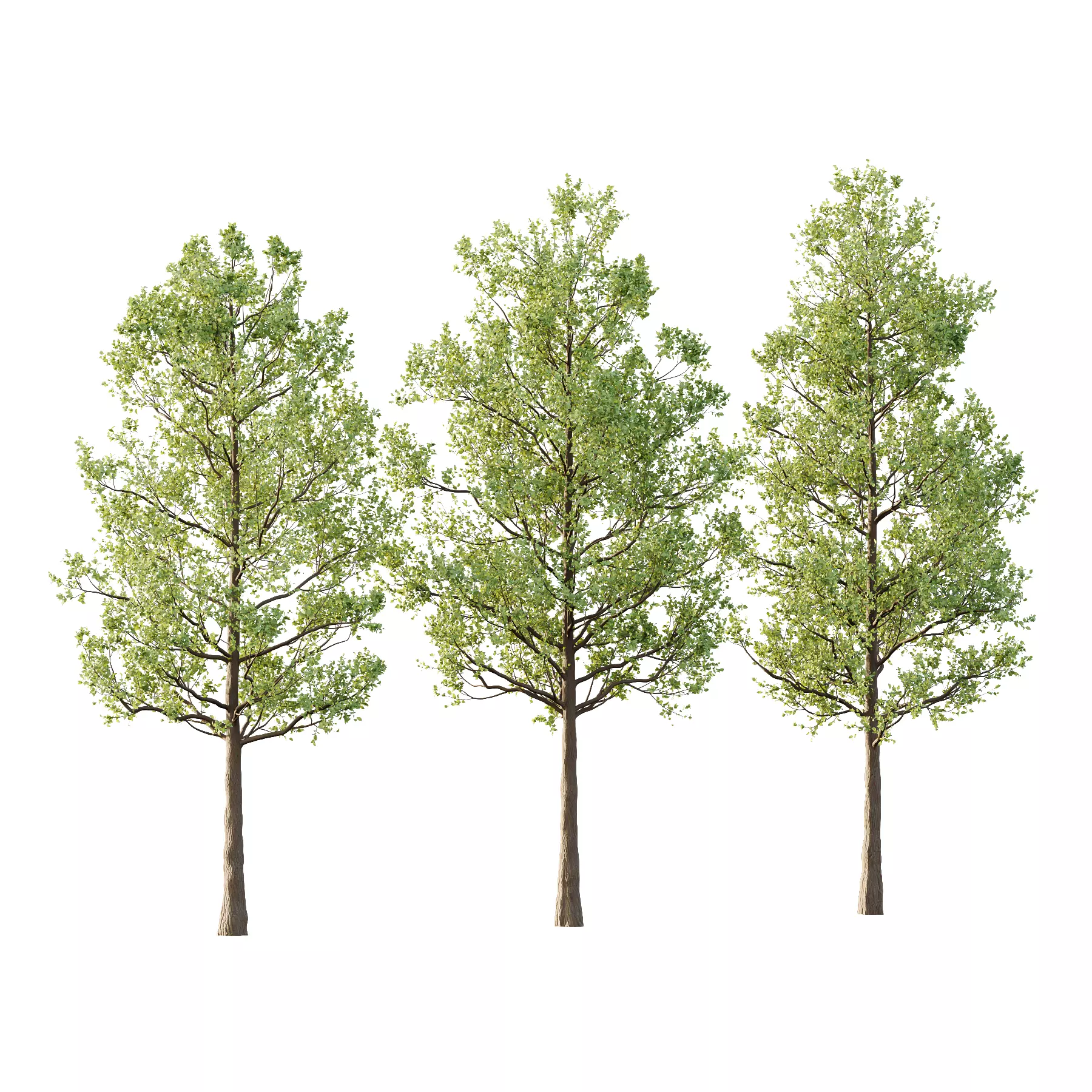 Tilia platyphyllos Tree 03 3D model_0