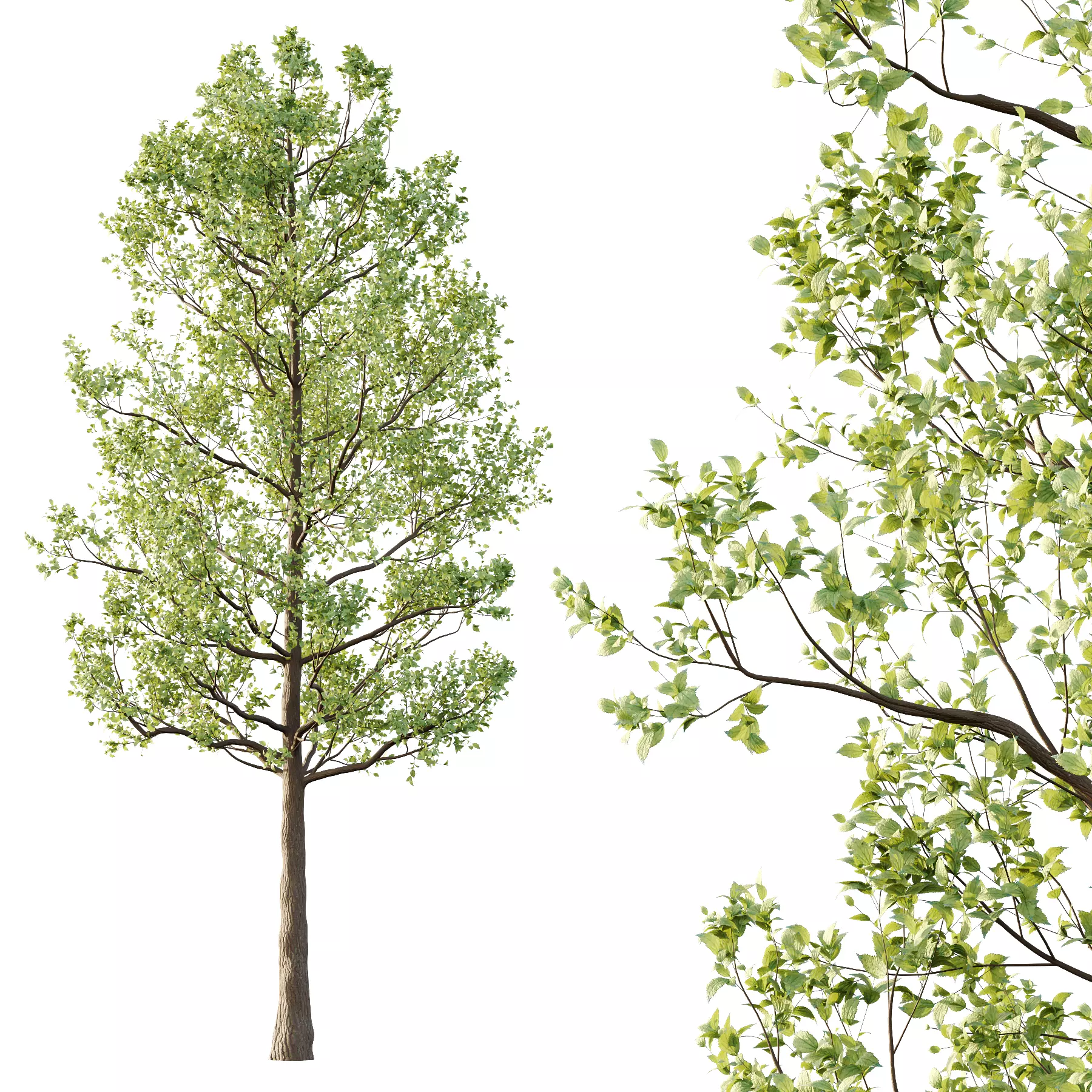 Tilia platyphyllos Tree 03 3D model_1