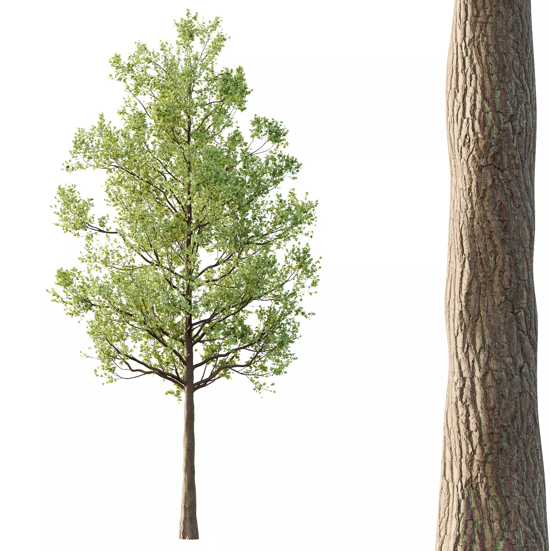 Tilia platyphyllos Tree 03 3D model_2