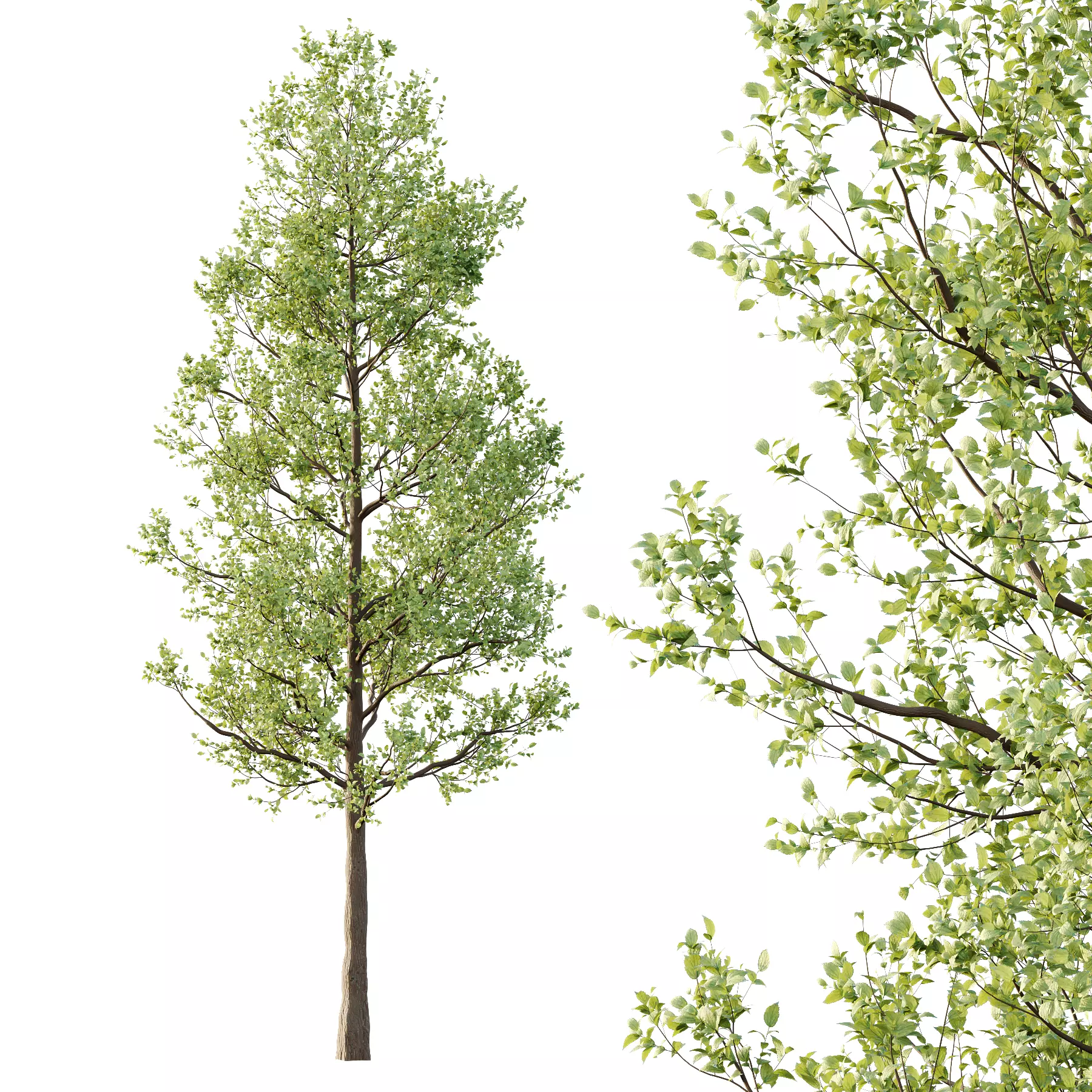 Tilia platyphyllos Tree 03 3D model_3